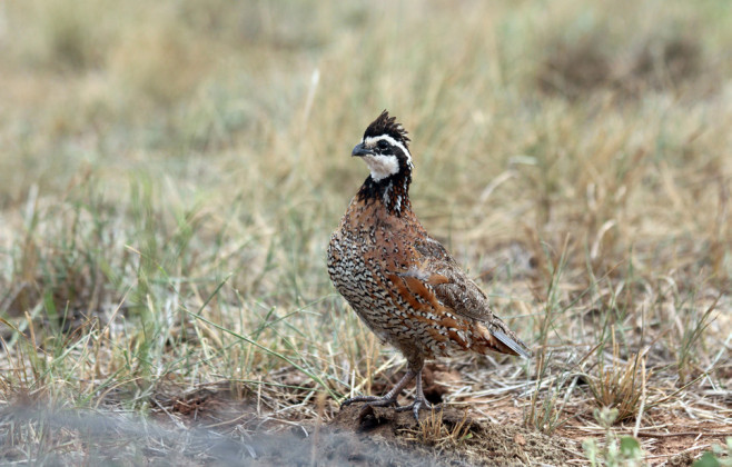 THE WATCHWORD of the Rolling Plains Quail Research Ranch is“PreservingTexas’wild quail hunting heritage for this, and future, generations.”