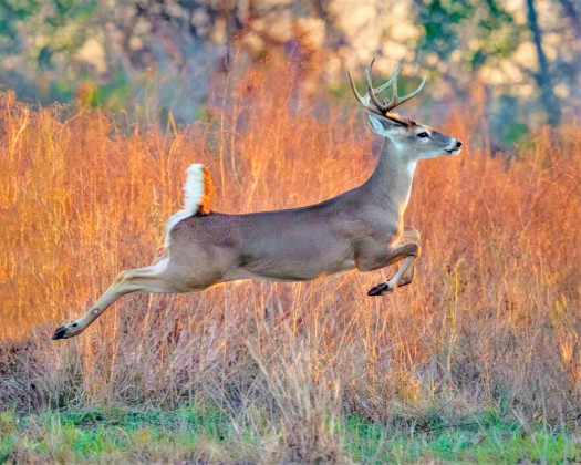 Dickens County welcomes hunters