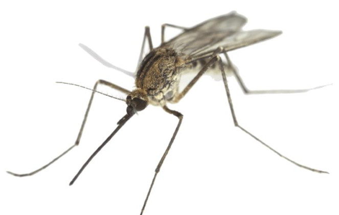 Mosquito control in Spur