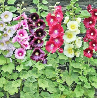 Nothing says summer like hollyhocks
