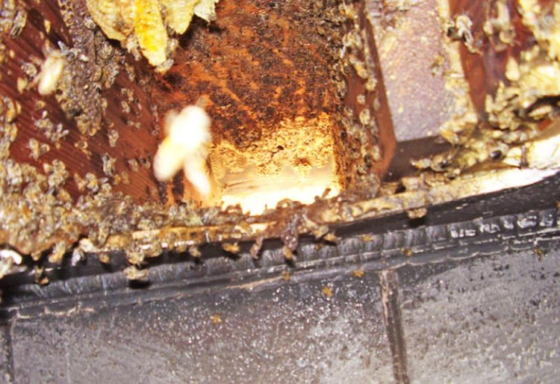 Bee-ware: local beekeeper relocates hive of thousands from Spur building
