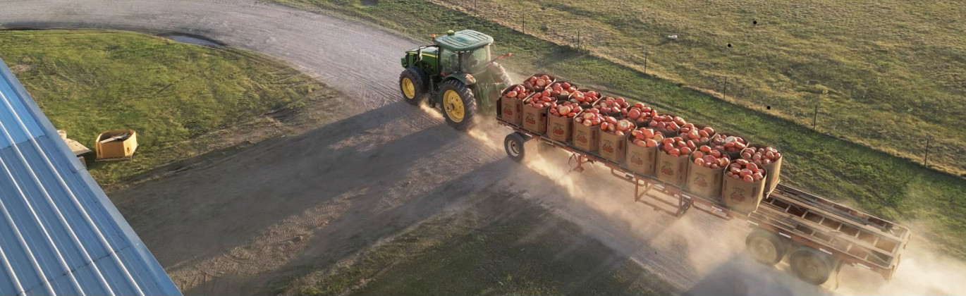 IT’S PUMPKIN HARVEST TIME again in Floyd County, Texas, with pumpkins of all varieties shipping from various locations in the area, 30 trucks a day. This year, Pumpkin Pyle supplied 100,000 pumpkins for the Dallas Arboretum’s autumn celebration—their 14th year of supplying pumpkins to the arboretum. | PHOTOS COURTESY OF PUMPKIN PYLE