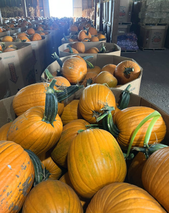 "Pumpkin Capital USA" shows robust harvest this year