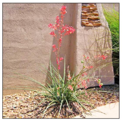 Plants that can take the heat