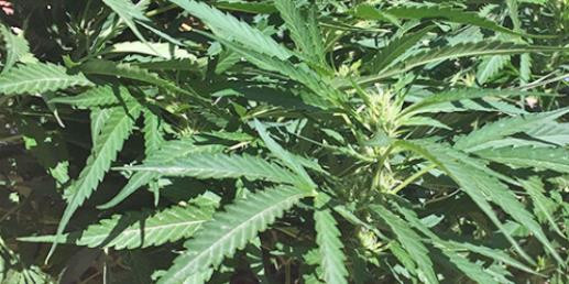 What’s the hoopla about hemp?