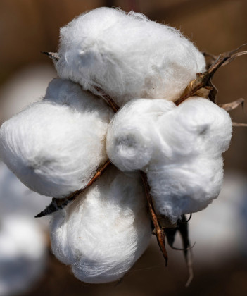 West Plains Crops Conference set for Jan. 12 in Levelland