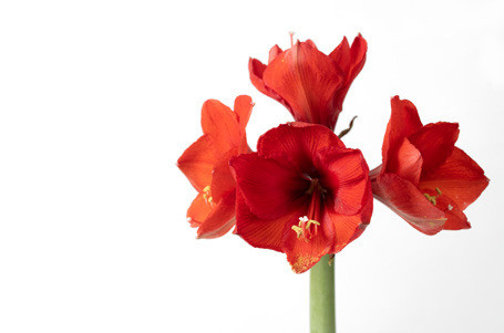 ‘SPARKLING’ AMARYLLIS can grow from bulbs that are enclosed in wax, requiring nothing more than a light source. | iStock Photo