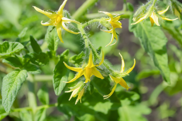AFTER POLLINATION AND FERTILIZATION, soon a tiny tomato fruit will be visible, which then expands, elongates, and a fruit develops. However, if anthers do not vibrate, releasing pollen, there is no pollen to effect pollination. | iSTOCK PHOTO
