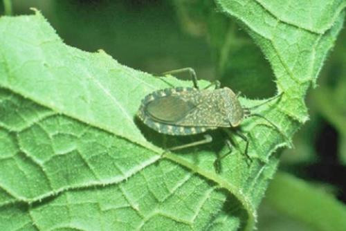 Quash those squash bugs