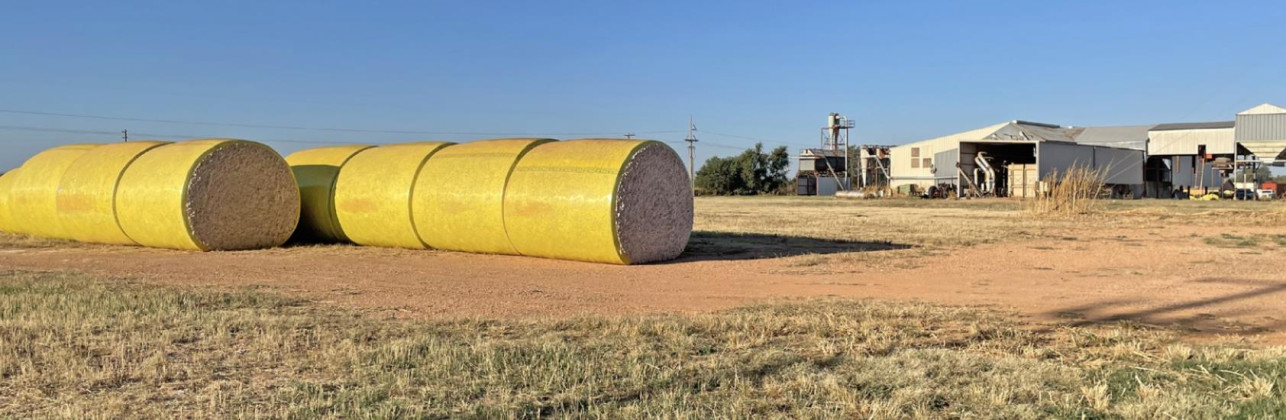 Cotton ginning starts in Spur