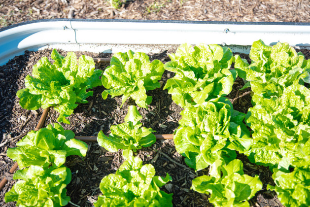 BUTTERCRUNCH LETTUCE is one spring vegetable that can be sown from seed in the ground or in a raised bed. | TRONG NGUYEN, iSTOCK