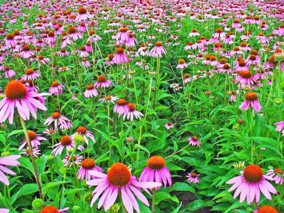 Choosing plants for West Texas