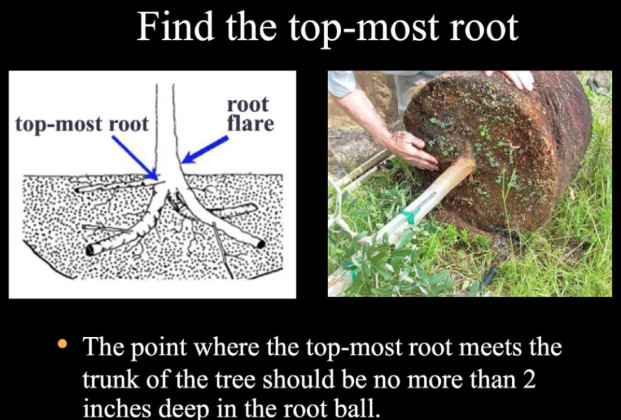 Planting trees, Part 3