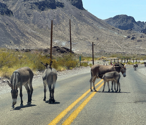 BURROS RULE THE ROAD in this high-elevation stretch of the Mother Road—and drivers must exercise caution!