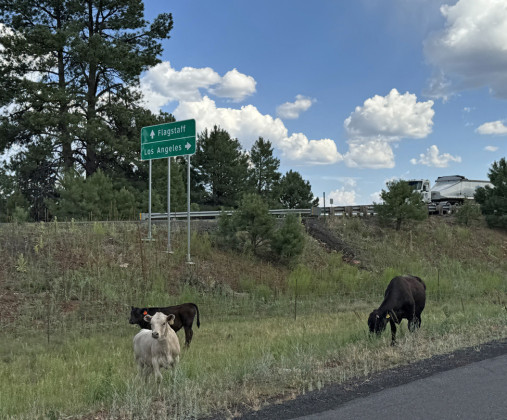 COWS GRAZE in the shoulder between Old 66 (on the right) and Interestate 40 to the left on the way to the Grand Canyon gateway of Flagstaff.