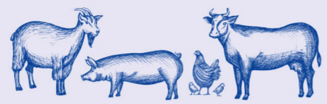 Exhibitors ready for 80th Annual Kent County Livestock Show, Jan. 14–15