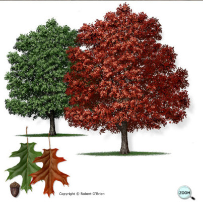 TEXAS RED OAK | Image courtesy of Texas A&amp;amp;M Forest Service
