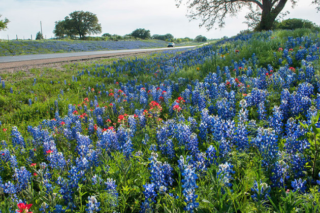 BLUE HIGHWAYS As early as the 1930s the Texas Highway Department ensured wildflowers would be part of right-of-way landscaping. | TxDOT