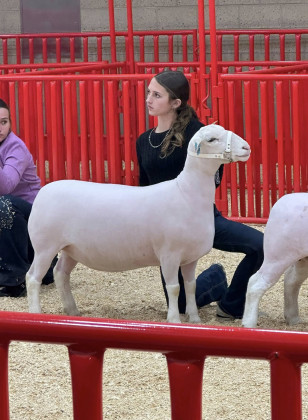 Paisley Smith exhibiting her Dorper Ewe at the FWSSR 2026