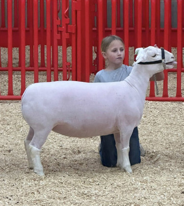 Steeley Smith exhibiting her dorper ewe at FWSSR