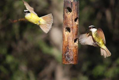 GARDENS &amp; BIRDS The best way to provide food for birds is to plant native plants, but bird feeders can also be an important tool. Bird feeders attract birds and often provide enjoyable viewing experiences. | TPWD PHOTO
