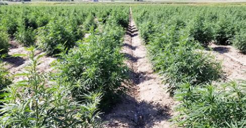 What’s the hoopla about hemp?