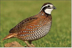 QUAIL FORECAST The“Bobwhite”quail is the most common one found and hunted in West Texas. | COURTESY PHOTO