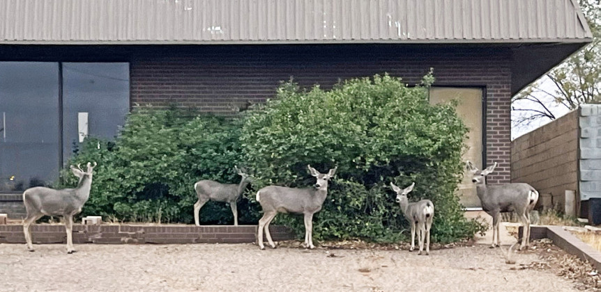 DEER ME! This family of earlyrising ruminants were out in Spur last Saturday morning in search of breakfast along Burlington Avenue. Betty Brannon was one of the keeneyed observers to spot them in front of TG Fuels. | COURTESY PHOTO