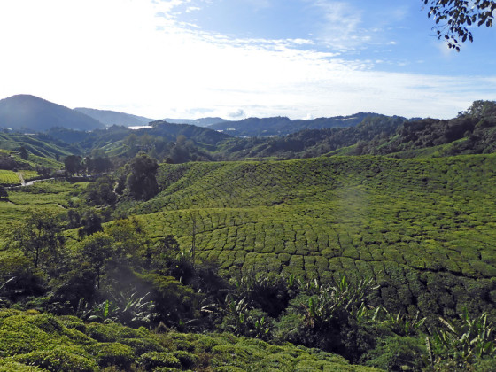BEST OF HIGHLANDS On 3,000 acres of land, the BOH facility produces 4 million kilograms of tea per year, about 70% of Malaysian tea production.