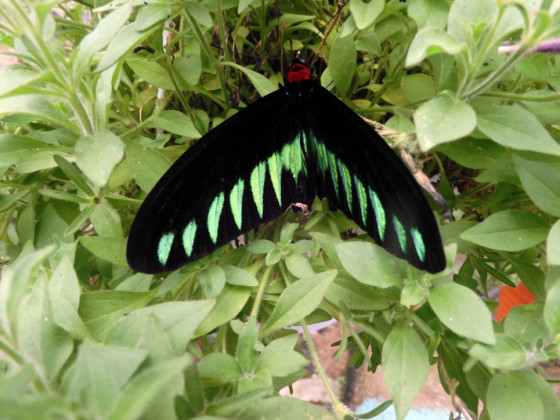 COLORFUL BUTTERFLIES were among the amazing fauna and flora at a Malasian apiary and a butterfly farm. | DAVID PAFFORD PHOTOS