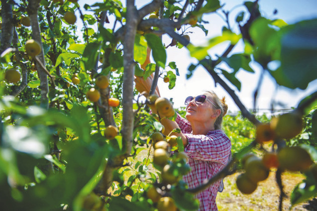 ANUMBEROFFACTORS figure into selecting fruit trees for West Texas gardens. | TEXAS A&amp;amp;M AGRILIFE