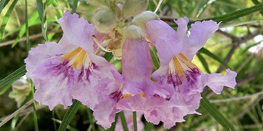 DESERT WILLOW is adapted to drought and poor soils. | USDA PHOTO