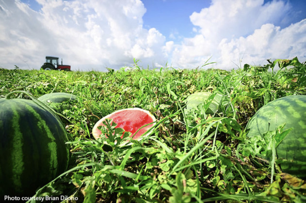 WATERMELONS ALMOST READY— but don’t harvest too early, because a melon will not get any riper after it has been harvested. | TEXAS FARM BUREAUY PHOTO BY BRIAN DiLORIO.png
