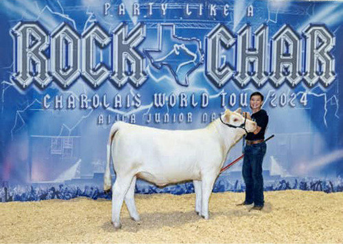 Chapmans earn honors at Charolais shows