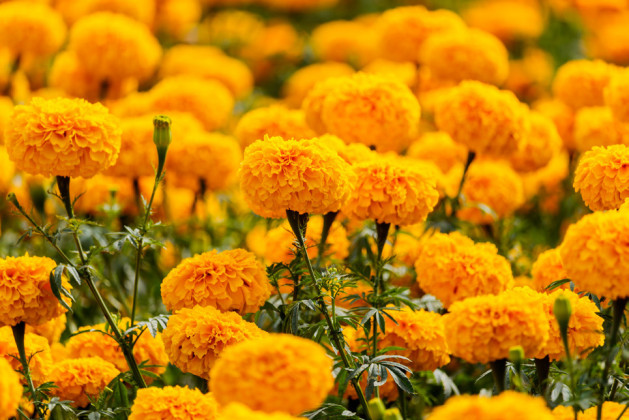 MEXICAN TRADITION Marigolds, with their pungent scent, are believed to make the returning souls feel welcome and happy (Day of the Dead Flowers). | iSTOCK PHOTO