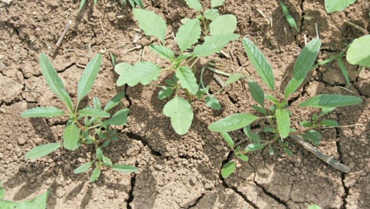 Worried about weeds? Try old newspapers