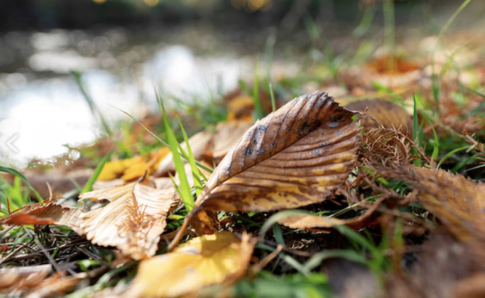 FALL COLOR Sequences of biochemical events lead to the expression of color in leaves. | MICHAEL MILLER/TEXAS A&amp;amp;M AGRILIFE