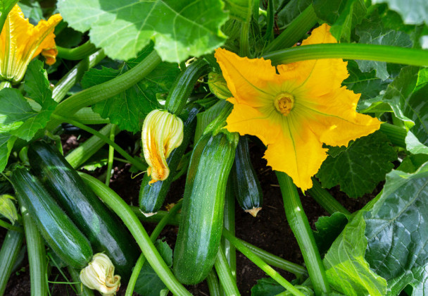 ZUCCHINIS IN THE DIET is a natural way to lose weight and stay healthy since they are high in fiber, low in calories, full of water and high in nutrients. | iSTOCK PHOTO