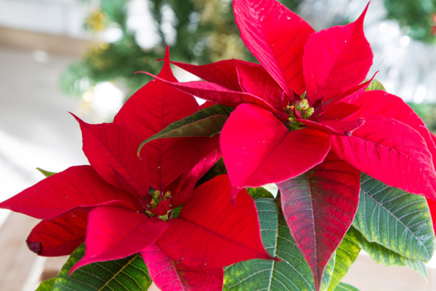 Caring for poinsettias