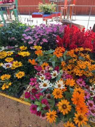 HOW DOESYOUR GARDEN GROW? With the addition of an on-site restaurant to Chelle’s Garden in Matador. | CAPROCK COURIER