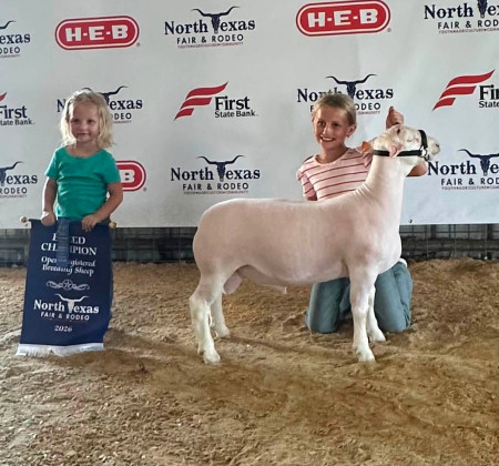 4-H HONOR Congratulations go to Dickens County 4-H member Steeley Smith who won Grand Champion Dorper Ram at the North Texas Fair and Rodeo. | COURTESY PHOTO