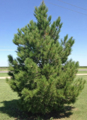 AFGHANPINES are a species of conifer often planted inWestTexas landscapes. This fast growing pine, according to the West Texas Nursery, is best adapted to arid zones and alkaline soils, and an excellent choice for windbreaks as it retains branches to the ground. | WEST TEXAS NURSERY