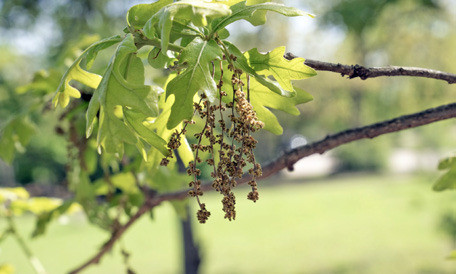 POLLEN SEASON Many trees produce catkins—willows, birches, mulberries, pecans, and every kind of oak—that fill the air with pollen. | TEXAS A&amp;amp;M FOREST SERVICE PHOTO