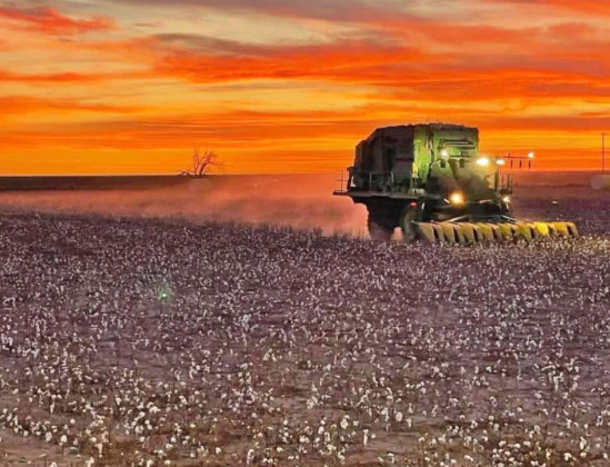 Cotton prospects look promising