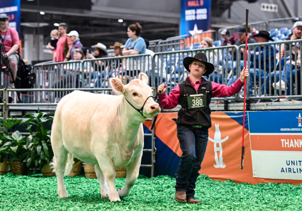 HENRY AND HONEY BEE AT HOUSTON Henry Chapman, 1st-year member of Dickens County 4-H and 3rd grader at Patton Springs, placed 5th at the Houston Stock Show with his heifer, Honey Bee. | COURTESY PHOTO