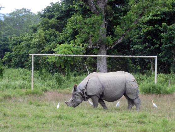 HORNEDGOALIE Local kids were engaged in a“half-court”soccer game— while a rhinoceros occupied the opposite goal.