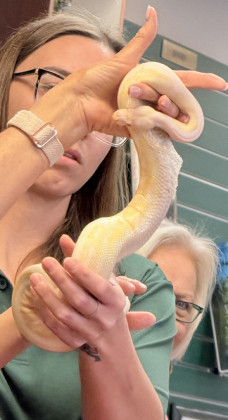 SNAKES ALIVE, don’t let that thing loose in here! librarian Donnice Carruth seems to be thinking … | TEXAS SPUR