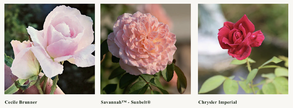 ROSE BUSHES can be purchased from many Texas florists, in person and online, including Antique Rose Emporium in Brenham. | COURTESY PHOTO