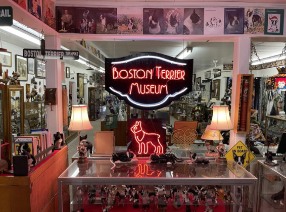 Floydada’s Boston Terrier Museum featured on ‘Texas Bucket List’