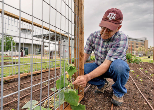 FOR A FALL GARDEN, plant seeds that have the best chance to produce a crop before the first freeze in October. | TEXAS A&amp;amp;M AGRILIFE PHOTO